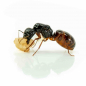 Preview: Camponotus sansabeanus queen